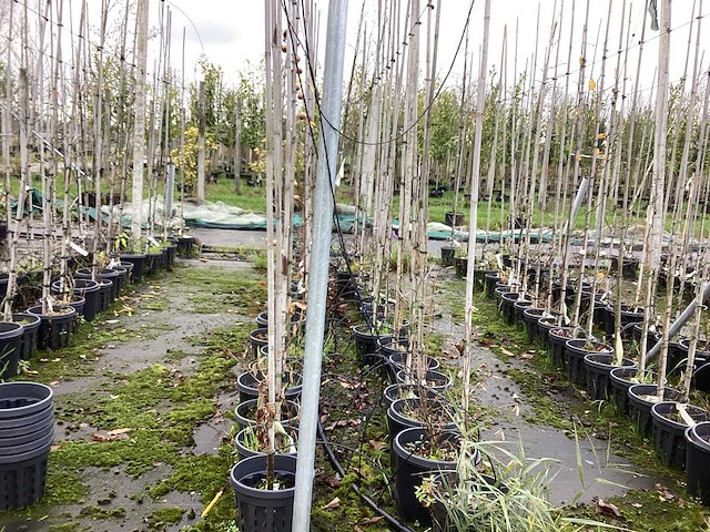 Diverse soorten - sierboom (35x) - afbeelding 1 van  3