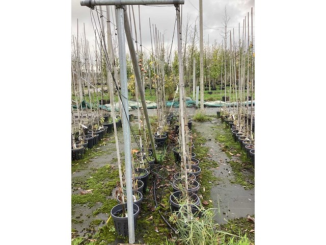 Diverse soorten - sierboom (35x) - afbeelding 2 van  3