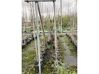 Diverse soorten - sierboom (35x) - afbeelding 2 van  3