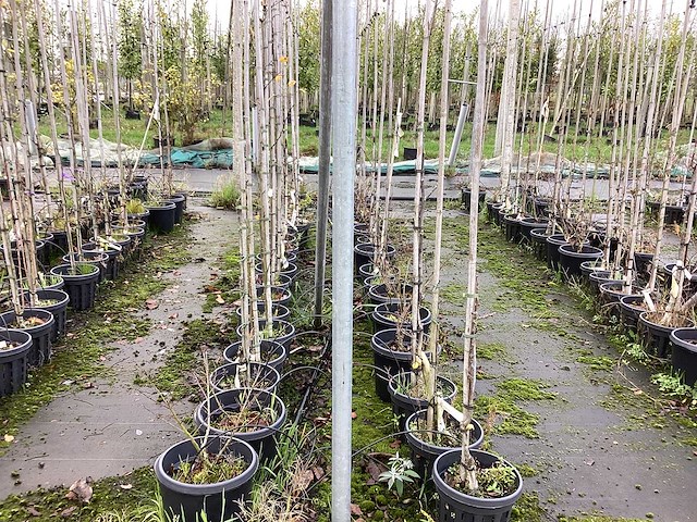Diverse soorten - sierboom (35x) - afbeelding 3 van  3