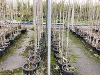 Diverse soorten - sierboom (35x) - afbeelding 3 van  3