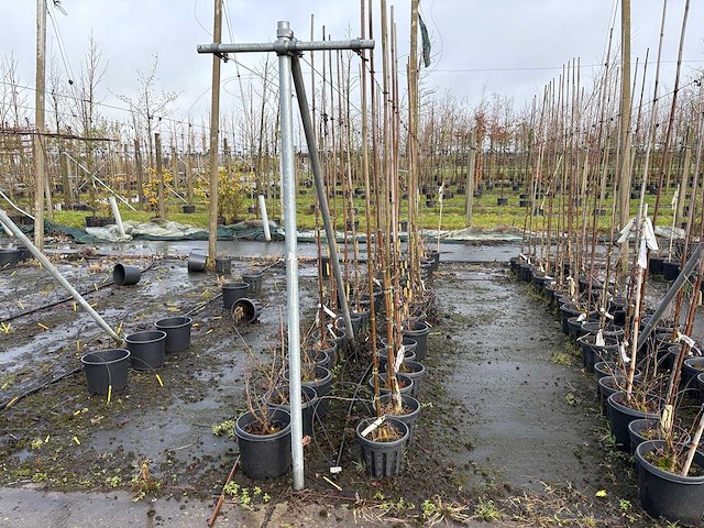 Diverse soorten - sierboom (38x) - afbeelding 1 van  4