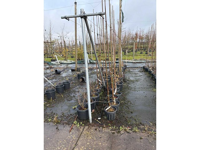 Diverse soorten - sierboom (38x) - afbeelding 2 van  4
