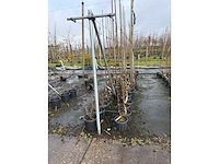 Diverse soorten - sierboom (38x) - afbeelding 2 van  4
