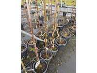 Diverse soorten - sierboom (38x) - afbeelding 3 van  4