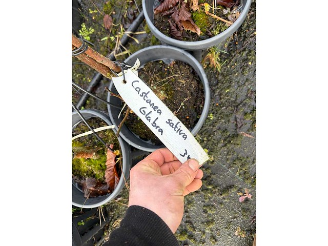 Diverse soorten - sierboom (38x) - afbeelding 4 van  4