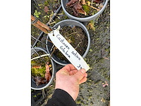 Diverse soorten - sierboom (38x) - afbeelding 4 van  4