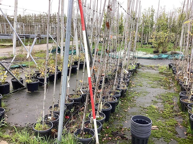 Diverse soorten - sierboom (40x) - afbeelding 1 van  3