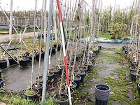 Diverse soorten - sierboom (40x) - afbeelding 1 van  3