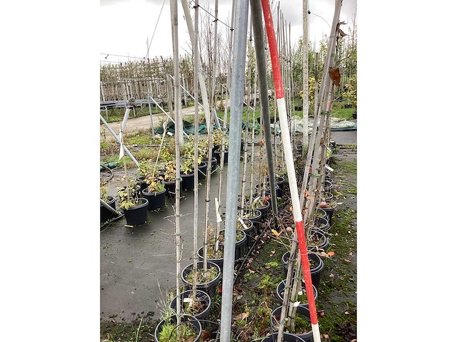 Diverse soorten - sierboom (40x) - afbeelding 2 van  3