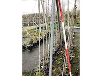 Diverse soorten - sierboom (40x) - afbeelding 2 van  3
