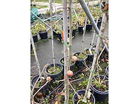 Diverse soorten - sierboom (40x) - afbeelding 3 van  3