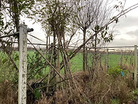 Diverse soorten - vormboom - afbeelding 1 van  3