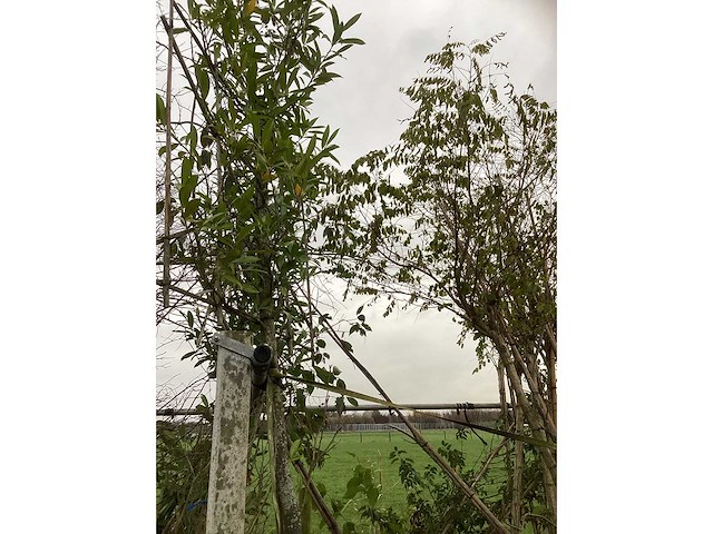 Diverse soorten - vormboom - afbeelding 2 van  3