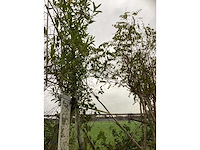 Diverse soorten - vormboom - afbeelding 2 van  3