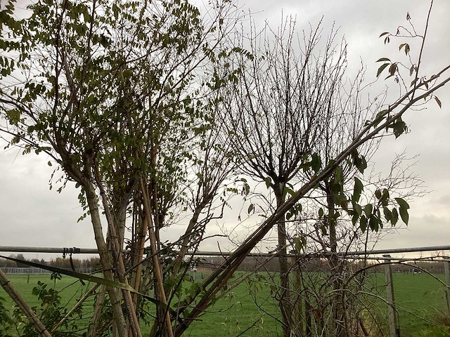 Diverse soorten - vormboom - afbeelding 3 van  3