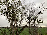 Diverse soorten - vormboom - afbeelding 3 van  3