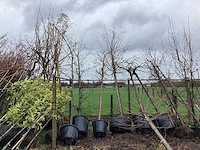 Diverse soorten - vormboom - afbeelding 1 van  5