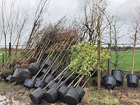 Diverse soorten - vormboom - afbeelding 2 van  5