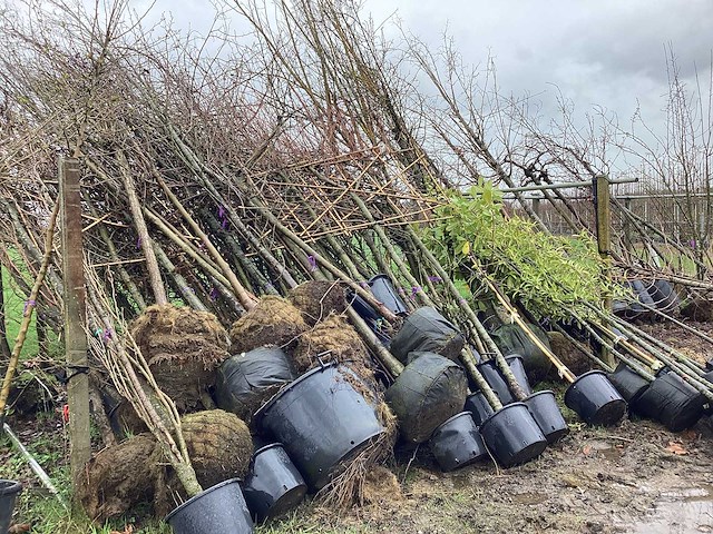 Diverse soorten - vormboom - afbeelding 3 van  5