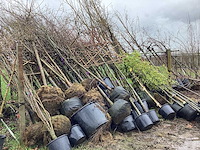 Diverse soorten - vormboom - afbeelding 3 van  5