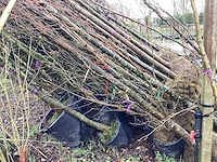 Diverse soorten - vormboom - afbeelding 4 van  5