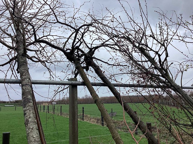 Diverse soorten - vormboom - afbeelding 5 van  5