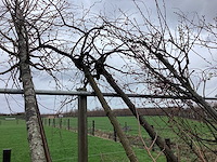 Diverse soorten - vormboom - afbeelding 5 van  5