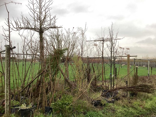 Diverse soorten - vrucht- / fruitboom - afbeelding 1 van  3