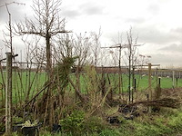 Diverse soorten - vrucht- / fruitboom - afbeelding 1 van  3