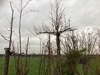 Diverse soorten - vrucht- / fruitboom - afbeelding 2 van  3