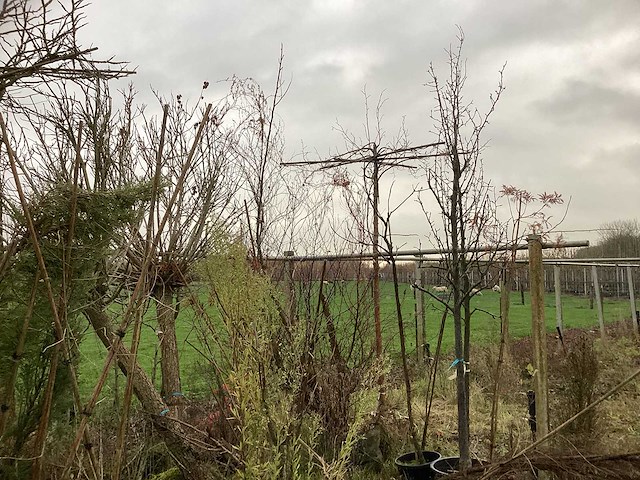 Diverse soorten - vrucht- / fruitboom - afbeelding 3 van  3