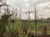 Diverse soorten - vrucht- / fruitboom - afbeelding 3 van  3