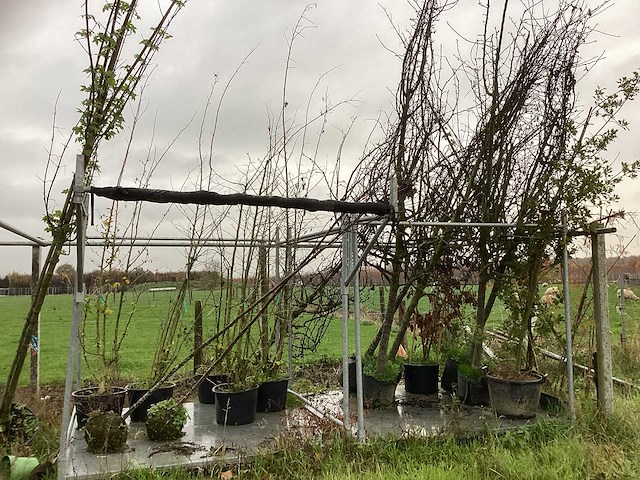 Diverse soorten - vrucht- / fruitboom - afbeelding 1 van  3