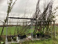 Diverse soorten - vrucht- / fruitboom - afbeelding 1 van  3