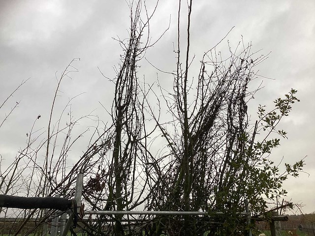 Diverse soorten - vrucht- / fruitboom - afbeelding 2 van  3