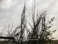 Diverse soorten - vrucht- / fruitboom - afbeelding 2 van  3