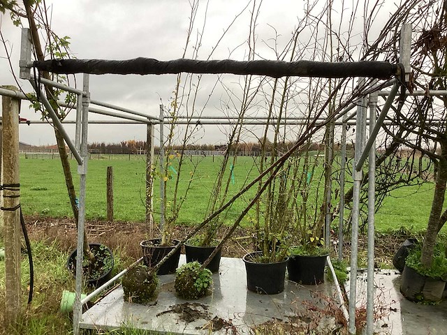 Diverse soorten - vrucht- / fruitboom - afbeelding 3 van  3