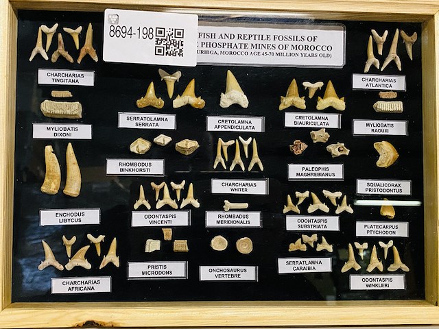 Diverse soorten fossielen in houten lijst - afbeelding 1 van  5