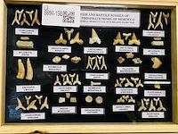 Diverse soorten fossielen in houten lijst - afbeelding 1 van  5