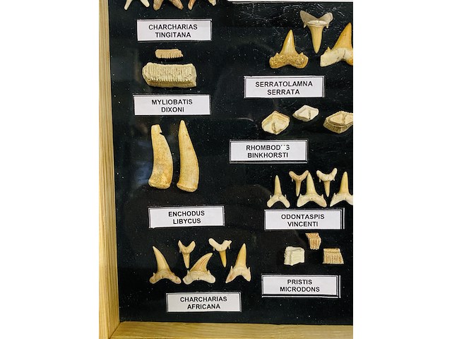 Diverse soorten fossielen in houten lijst - afbeelding 2 van  5
