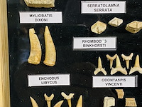 Diverse soorten fossielen in houten lijst - afbeelding 2 van  5
