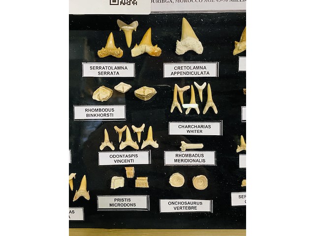 Diverse soorten fossielen in houten lijst - afbeelding 3 van  5