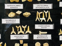 Diverse soorten fossielen in houten lijst - afbeelding 3 van  5