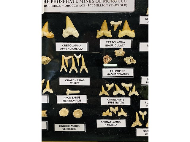 Diverse soorten fossielen in houten lijst - afbeelding 4 van  5