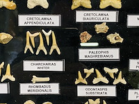 Diverse soorten fossielen in houten lijst - afbeelding 4 van  5
