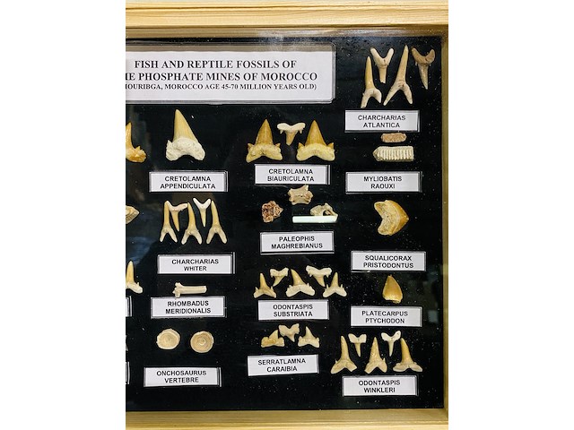 Diverse soorten fossielen in houten lijst - afbeelding 5 van  5