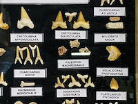 Diverse soorten fossielen in houten lijst - afbeelding 5 van  5