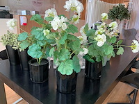 Diverse woonaccessoires - afbeelding 7 van  8