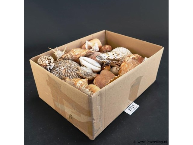 Doos met partij schelpen - afbeelding 1 van  5